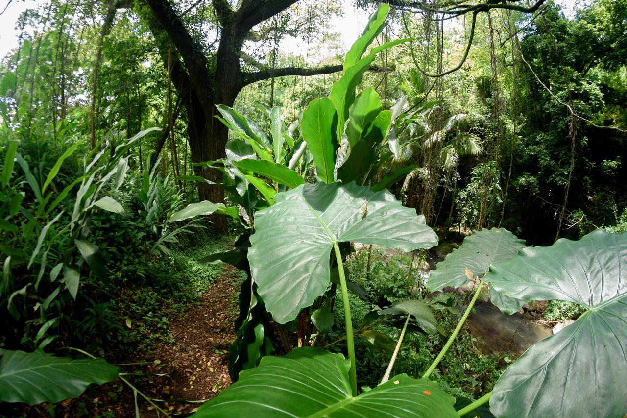 Martinique Treehouse Villa Canton Suisse Kültér fotó